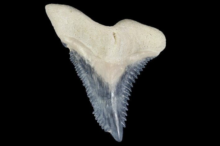 Fossil Shark Tooth (Hemipristis) - Bone Valley, Florida #113841